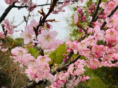 -武汉大学-樱园