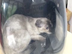 -瑞派康怡24h宠物医院·犬猫医疗中心·微创绝育(瑞景分院)