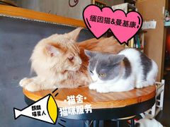 -十年猫舍·猫咪专门店(普陀店)