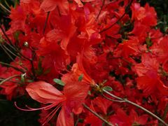 -南汇桃花村
