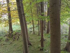 -溱湖国家湿地公园