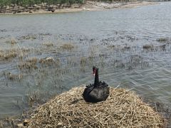 -南大港湿地风景区