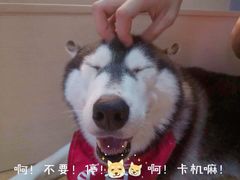 -Husky Go! 哈士奇体验馆·宠物咖啡厅狗咖