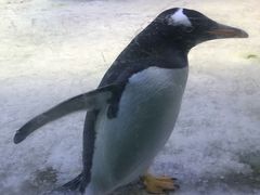 -芜湖新华联大白鲸海洋公园