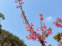 -狐尾山公园