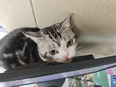 -安安宠医宠物医院·异宠·犬猫内科(岳阳分院)