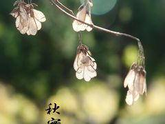 -香山公园
