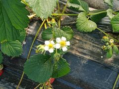 -胜丰草莓采摘园