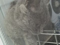 -瑞鹏宠物医院·超声·骨科·奇麟分院(蜀都万达店)