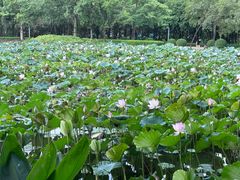 -顺峰山公园