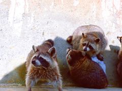 -泉州海丝野生动物世界