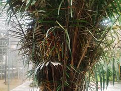 -呀路古热带植物园