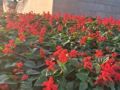 -东莞植物园