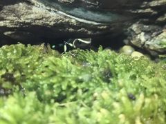 -暹罗海洋世界