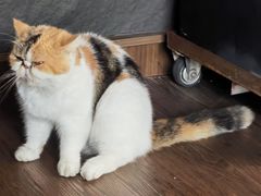 -猫岛主趣味餐厅(鼓浪屿店)