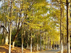 -大蜀山国家森林公园