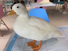 -RU DUCK柯尔鸭公社·撸鸭俱乐部·羊驼·小香猪
