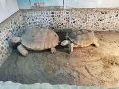 -上海大自然野生昆虫馆