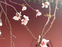 -桃花堤公园