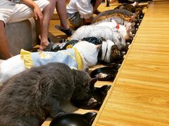 -啵啵喵·猫咖(攀华国际店)