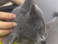 -瑞派动物医院·猫专科·至诚(江南中分院)