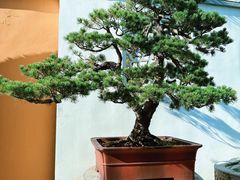 -龙华素斋(龙华路店)