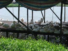 棚下好乘凉-海鸥岛