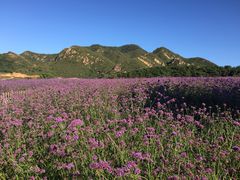 密云玫瑰情园-密云玫瑰情园