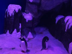 -暹罗海洋世界