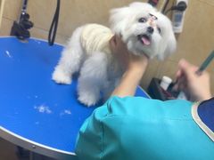 -佳雯宠物医院·皮肤科·内外科(春晓路分院)