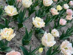 -朝阳公园游乐园