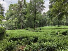 -野蔓果·山野菜(西湖景区·龙井茶田店)