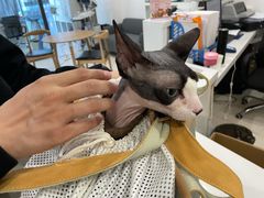 -萌兽医馆·眼科·异宠专科(三里屯店)