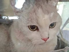 -瑞派福兴宠物医院犬猫全科·骨科·中西医结合(河东店)