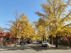 -三里屯东五街银杏大道