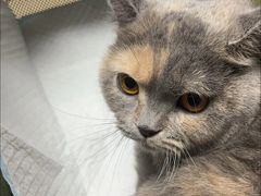 -宠颐生宠物医院外科·内科·皮肤科·影像科(石龙店)