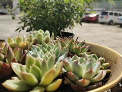 -向外鱼乐·土菜·虹鳟鱼