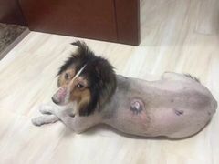 -美联众合动物医院·24h转诊中心