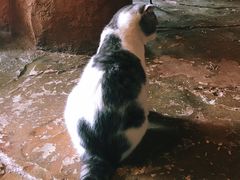 -猫猫幼稚园·撸猫·桌游·电玩