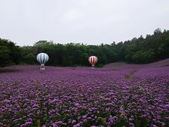-大塘金香草谷