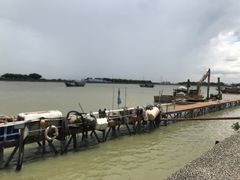 -大湾区中央湿地公园-十九涌