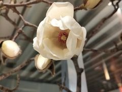 -鸢飞潍坊菜馆(鸢飞大酒店)