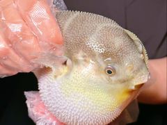 -肆月河豚·新淮扬菜·烤鸭(中关村店)