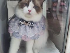 -A猫a狗全科·犬猫异宠·芥西宠物医院(南开总院)