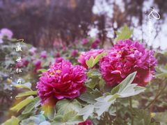 -洛阳市隋唐城遗址植物园