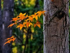 -上海共青森林公园