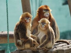 -西霞口神雕山野生动物世界