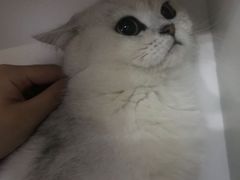 -猫尾侦探俱乐部·剧本杀·狼人杀