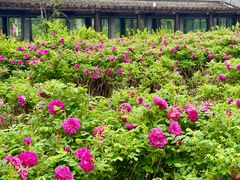 -龙寺生态园