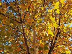 -天津东丽湖风景区